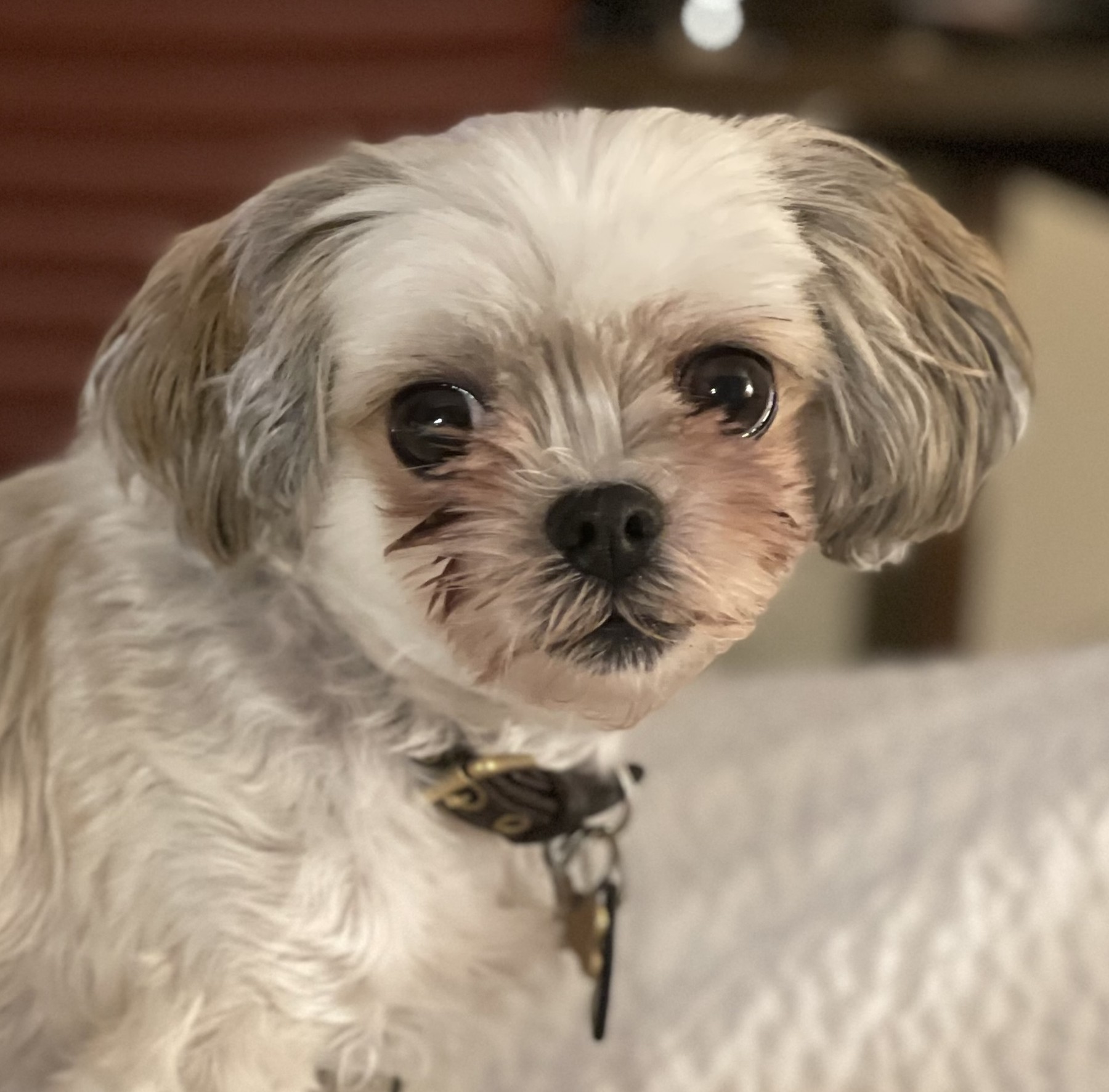 Dixie, candidate for Most Licked Ass-et