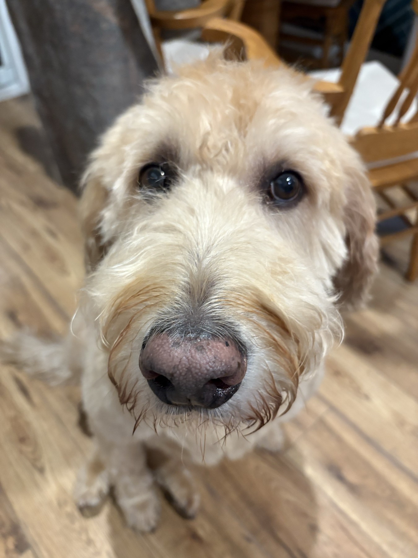 Leo, candidate for Most Licked Ass-et