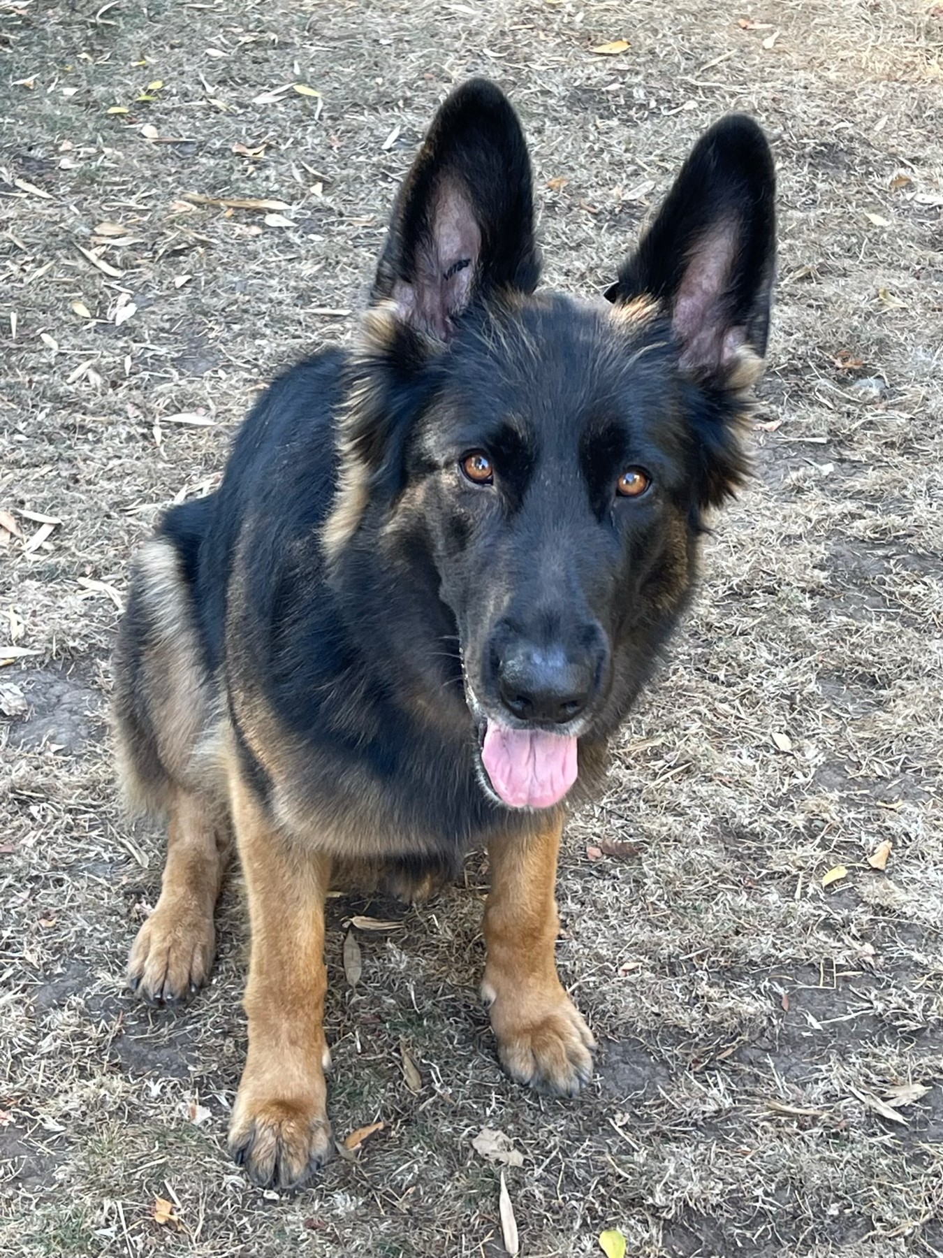 Nova, candidate for Most Licked Ass-et