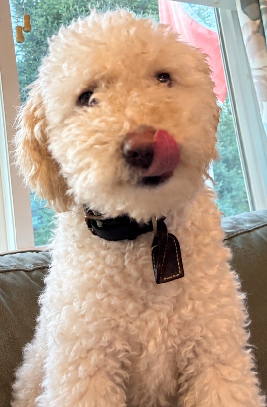Pablo, candidate for Most Licked Ass-et